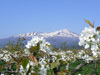 鳥海山と梨の花